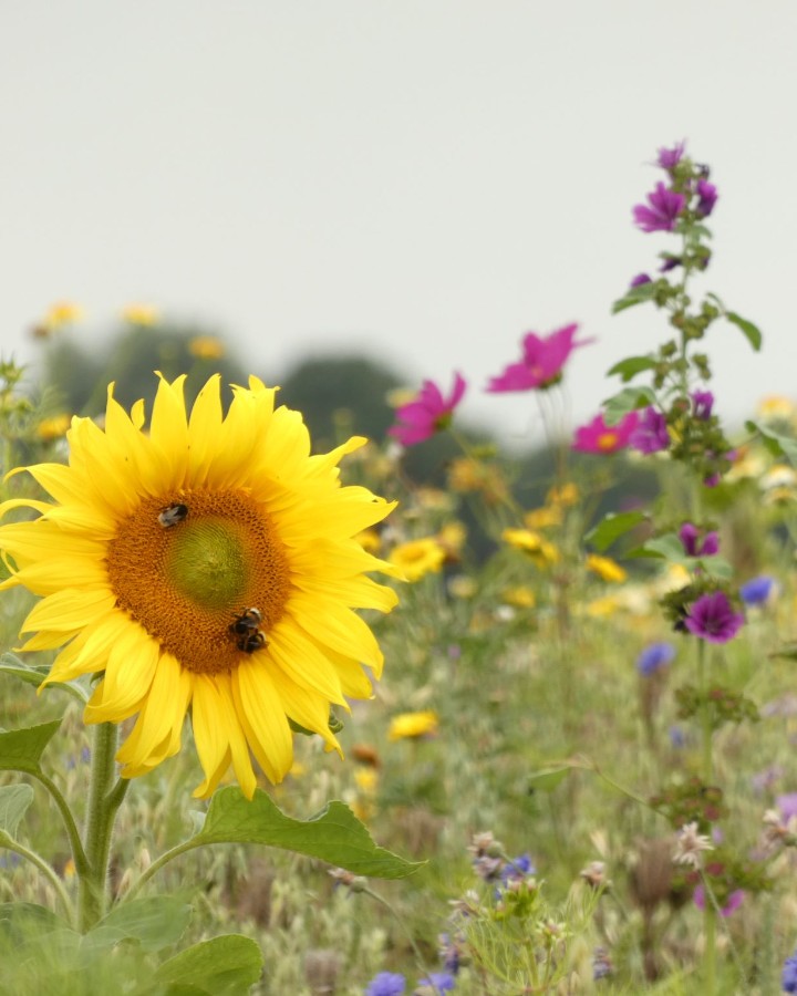 Gezellige veldquiz over natuur en boerenland in Waaxens