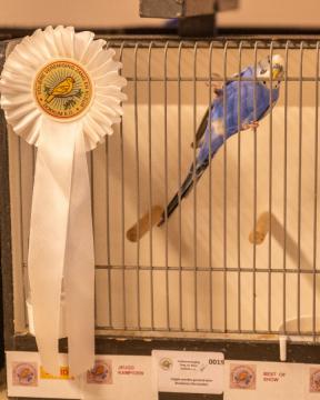 Kampioenen bij vogelshow Zang en Kleur